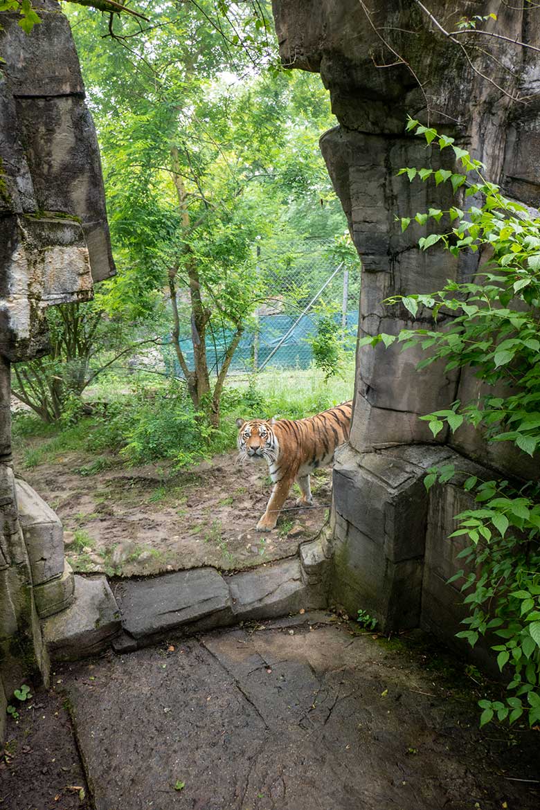 Amur-Tiger-Katze TULLIA am 21. Juni 2024 auf der großen Außenanlage im Tiger-Tal im Zoologischen Garten der Stadt Wuppertal