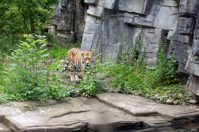 Amur-Tiger-Katze TULLIA am 21. Juni 2024 auf der großen Außenanlage im Tiger-Tal im Wuppertaler Zoo