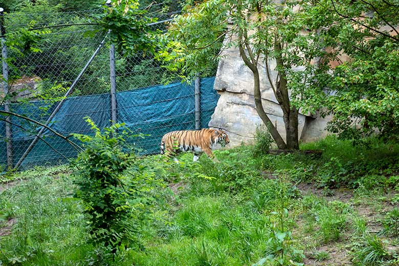 Amur-Tiger-Katze TULLIA am 21. Juni 2024 auf der großen Außenanlage im Tiger-Tal im Zoologischen Garten Wuppertal