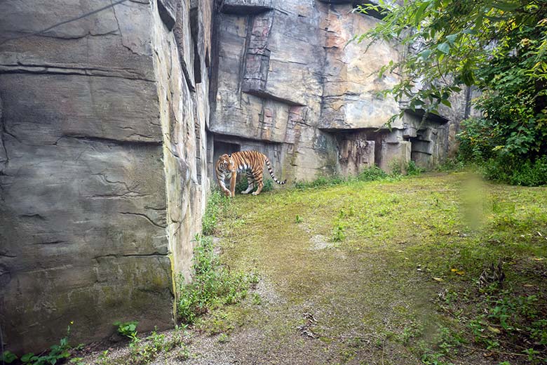 Amur-Tigerin TULLIA am 21. Juni 2024 auf der großen Außenanlage im Tiger-Tal im Zoologischen Garten Wuppertal