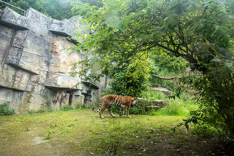 Weiblicher Amur-Tiger TULLIA am 21. Juni 2024 auf der großen Außenanlage im Tiger-Tal im Zoo Wuppertal