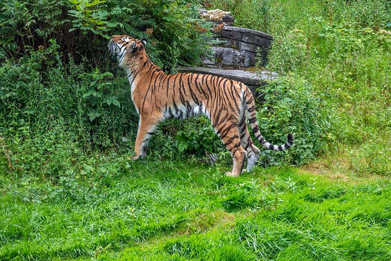 Amur-Tigerin TULLIA am 21. Juni 2024 auf der großen Außenanlage im Tiger-Tal im Grünen Zoo Wuppertal