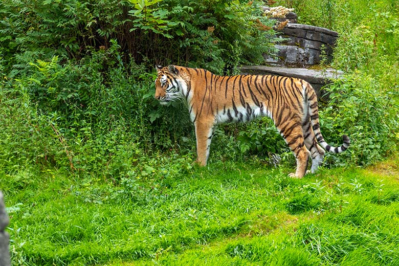 Weiblicher Amur-Tiger TULLIA am 21. Juni 2024 auf der großen Außenanlage im Tiger-Tal im Zoologischen Garten der Stadt Wuppertal