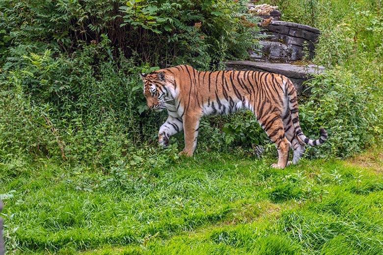 Amur-Tiger-Katze TULLIA am 21. Juni 2024 auf der großen Außenanlage im Tiger-Tal im Zoo Wuppertal