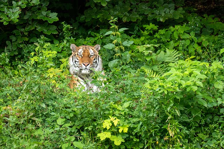 Weiblicher Amur-Tiger TULLIA am 21. Juni 2024 auf der großen Außenanlage im Tiger-Tal im Grünen Zoo Wuppertal