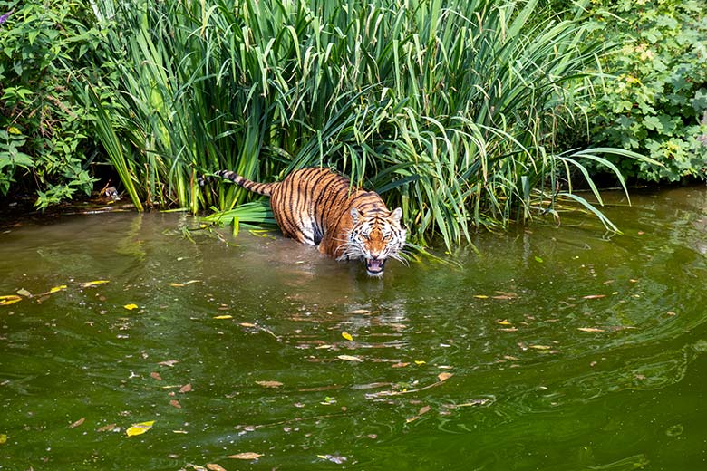 Amur-Tigerin TULLIA am 24. Juni 2024 auf der großen Außenanlage im Tiger-Tal im Grünen Zoo Wuppertal