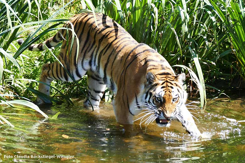 Amur-Tigerin TULLIA am 25. Juni 2024 im Wasser der großen Außenanlage im Tiger-Tal im Grünen Zoo Wuppertal (Foto Claudia Böckstiegel-Wengler)
