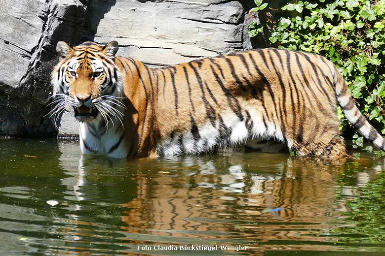 Amur-Tigerin TULLIA am 25. Juni 2024 im Wasser der großen Außenanlage im Tiger-Tal im Grünen Zoo Wuppertal (Foto Claudia Böckstiegel-Wengler)
