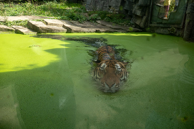 Amur-Tigerin TULLIA am 12. August 2024 im Wasser der kleinen Außenanlage im Tiger-Tal im Zoologischen Garten Wuppertal