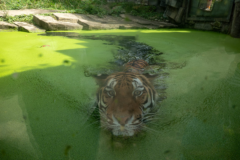 Amur-Tigerin TULLIA am 12. August 2024 im Wasser der kleinen Außenanlage im Tiger-Tal im Zoo Wuppertal