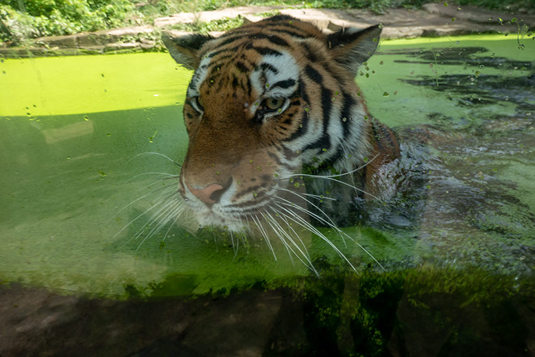 Amur-Tigerin TULLIA am 12. August 2024 im Wasser der kleinen Außenanlage im Tiger-Tal im Wuppertaler Zoo