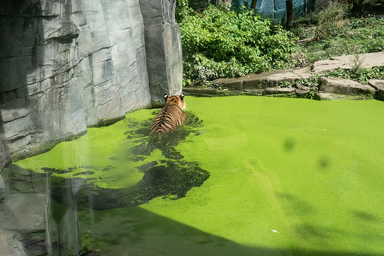 Amur-Tigerin TULLIA am 12. August 2024 im Wasser der kleinen Außenanlage im Tiger-Tal im Grünen Zoo Wuppertal