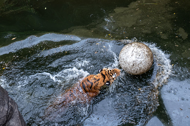 Amur-Tigerin TULLIA am 14. August 2024 im Wasser der großen Außenanlage im Tiger-Tal im Grünen Zoo Wuppertal