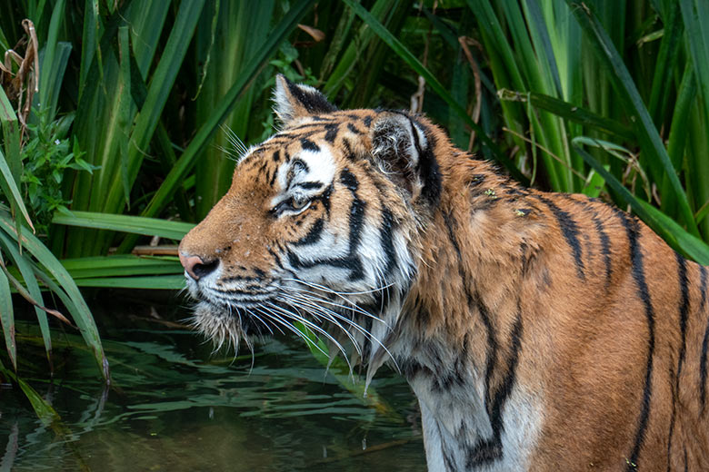 Amur-Tigerin TULLIA am 14. August 2024 im Wasser der großen Außenanlage im Tiger-Tal im Wuppertaler Zoo