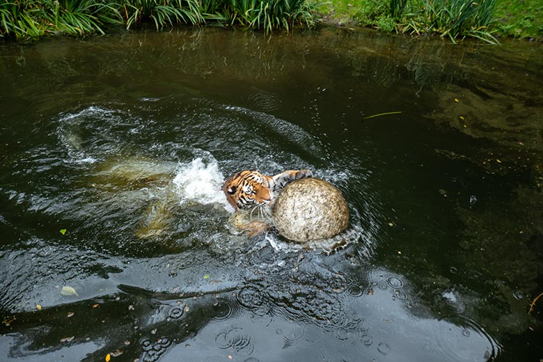 Amur-Tigerin TULLIA am 14. August 2024 im Wasser der großen Außenanlage im Tiger-Tal im Zoologischen Garten der Stadt Wuppertal