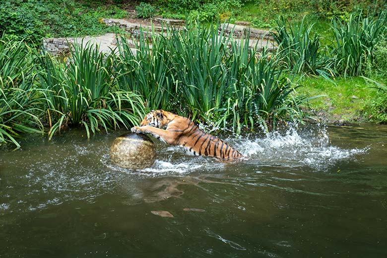 Amur-Tigerin TULLIA am 14. August 2024 im Wasser der großen Außenanlage im Tiger-Tal im Zoo Wuppertal