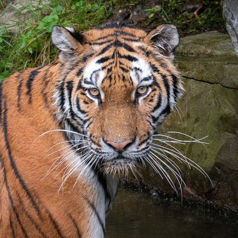 Amur-Tigerin TULLIA am 14. August 2024 im Wasser der großen Außenanlage im Tiger-Tal im Grünen Zoo Wuppertal