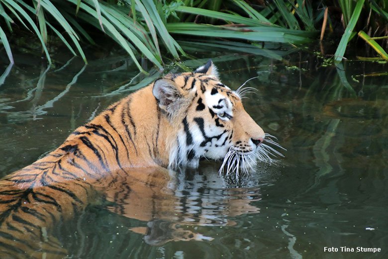 Amur-Tiger-Kater KASIMIR am 18. August 2024 im Wasser der großen Außenanlage im Tiger-Tal im Grünen Zoo Wuppertal (Foto Tina Stumpe)