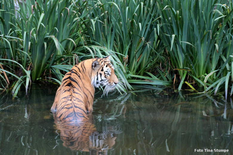 Amur-Tiger-Kater KASIMIR am 18. August 2024 im Wasser der großen Außenanlage im Tiger-Tal im Wuppertaler Zoo