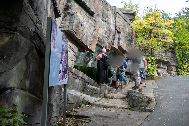 Amur-Tigerin TULLIA am 30. August 2024 im Wasser der kleinen Außenanlage im Tiger-Tal im Grünen Zoo Wuppertal