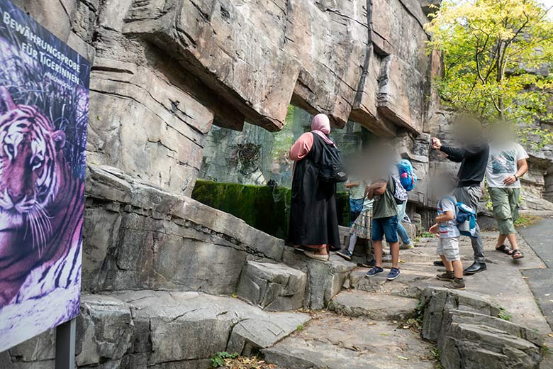 Amur-Tigerin TULLIA am 30. August 2024 im Wasser der kleinen Außenanlage im Tiger-Tal im Zoologischen Garten der Stadt Wuppertal