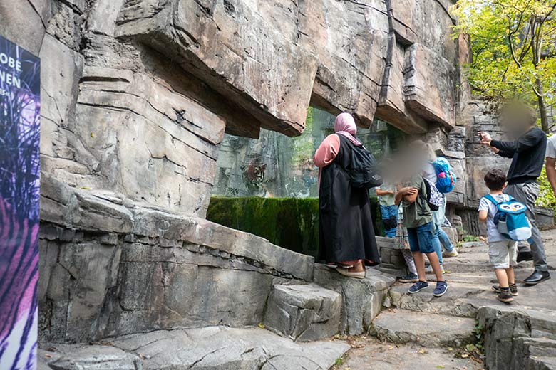 Amur-Tigerin TULLIA am 30. August 2024 im Wasser der kleinen Außenanlage im Tiger-Tal im Zoo Wuppertal