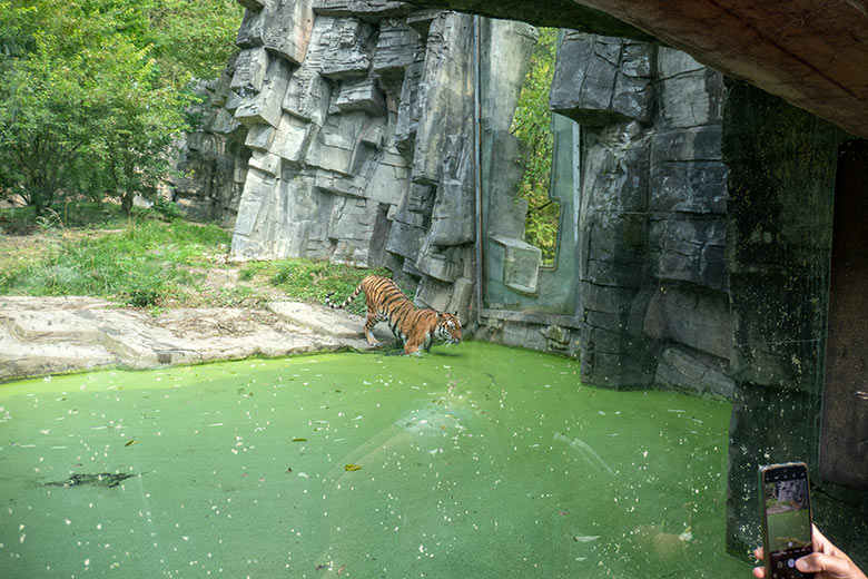 Amur-Tigerin TULLIA am 30. August 2024 im Wasser der kleinen Außenanlage im Tiger-Tal im Wuppertaler Zoo