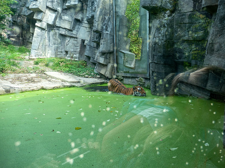 Amur-Tigerin TULLIA am 30. August 2024 im Wasser der kleinen Außenanlage im Tiger-Tal im Grünen Zoo Wuppertal