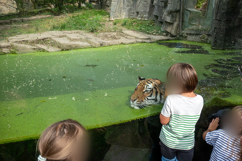 Amur-Tigerin TULLIA am 30. August 2024 im Wasser der kleinen Außenanlage im Tiger-Tal im Zoologischen Garten Wuppertal