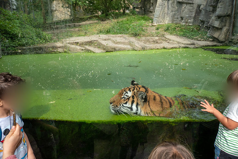 Amur-Tigerin TULLIA am 30. August 2024 im Wasser der kleinen Außenanlage im Tiger-Tal im Zoo Wuppertal