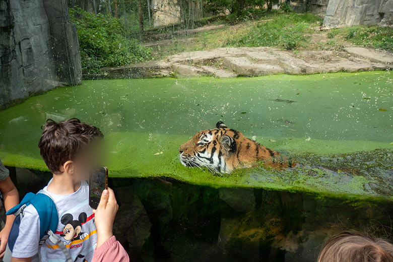 Amur-Tigerin TULLIA am 30. August 2024 im Wasser der kleinen Außenanlage im Tiger-Tal im Wuppertaler Zoo