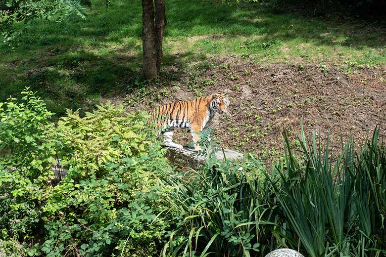 Amur-Tigerin TULLIA am 14. August 2024 auf der großen Außenanlage im Tiger-Tal im Grünen Zoo Wuppertal