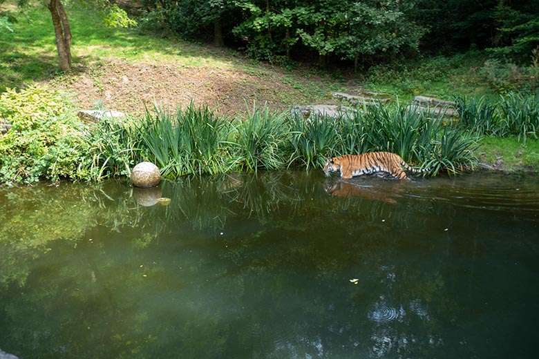 Amur-Tigerin TULLIA am 14. August 2024 im Wasser der großen Außenanlage im Tiger-Tal im Zoologischen Garten der Stadt Wuppertal