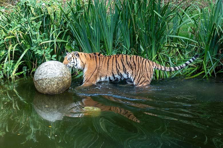 Amur-Tigerin TULLIA am 14. August 2024 im Wasser der großen Außenanlage im Tiger-Tal im Zoo Wuppertal