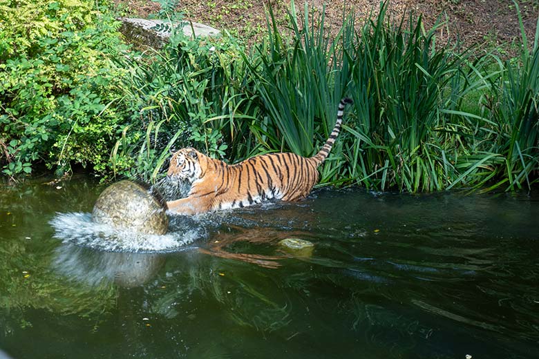 Amur-Tigerin TULLIA am 14. August 2024 im Wasser der großen Außenanlage im Tiger-Tal im Wuppertaler Zoo