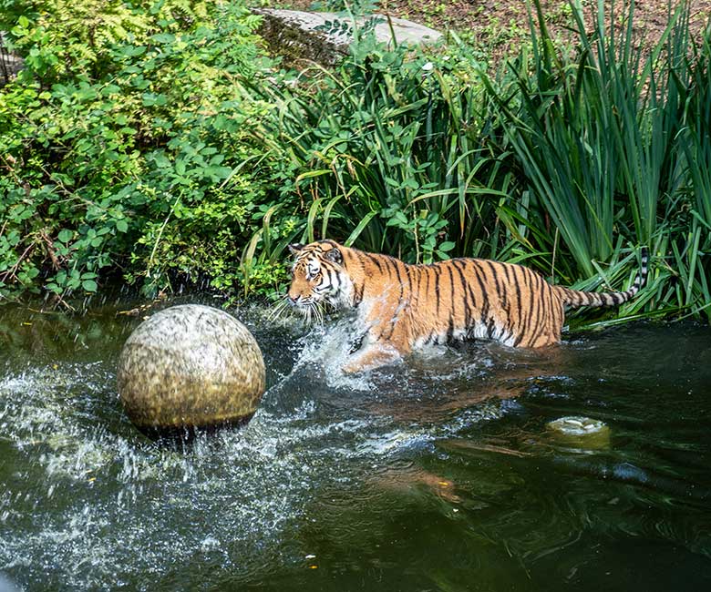 Amur-Tigerin TULLIA am 14. August 2024 im Wasser der großen Außenanlage im Tiger-Tal im Grünen Zoo Wuppertal