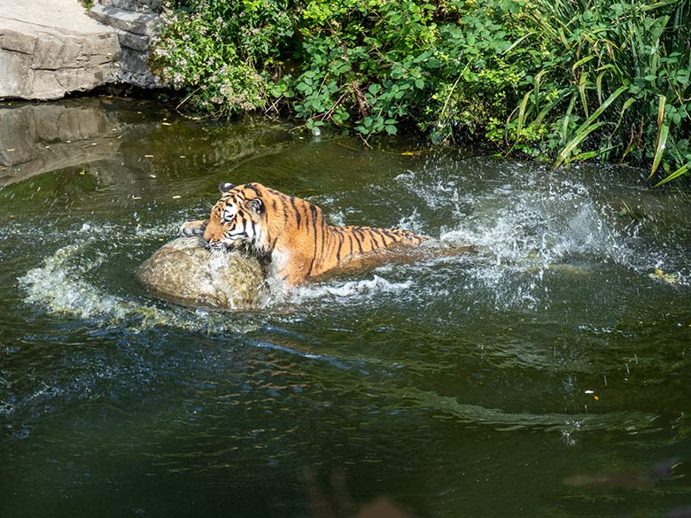 Amur-Tigerin TULLIA am 14. August 2024 im Wasser der großen Außenanlage im Tiger-Tal im Zoologischen Garten Wuppertal