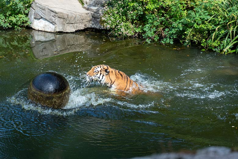 Amur-Tigerin TULLIA am 14. August 2024 im Wasser der großen Außenanlage im Tiger-Tal im Zoo Wuppertal