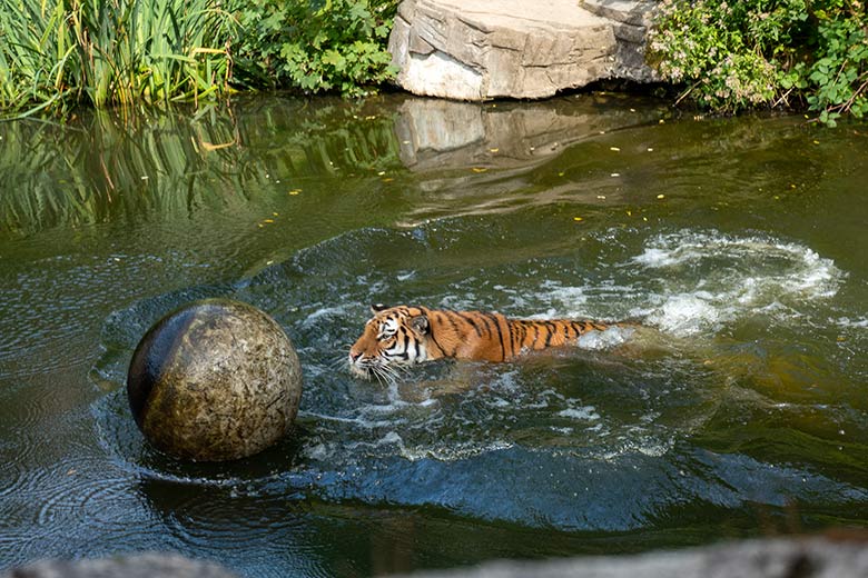 Amur-Tigerin TULLIA am 14. August 2024 im Wasser der großen Außenanlage im Tiger-Tal im Wuppertaler Zoo