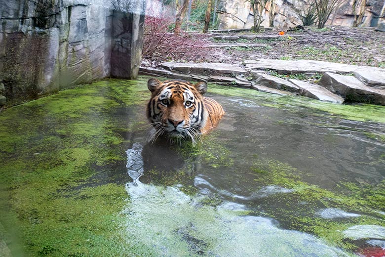 Amur-Tiger KASIMIR am 3. Dezember 2024 auf der kleinen Außenanlage im Tiger-Tal im Zoo Wuppertal