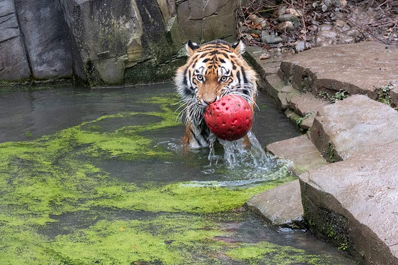 Amur-Tiger KASIMIR am 3. Dezember 2024 auf der kleinen Außenanlage im Tiger-Tal im Grünen Zoo Wuppertal