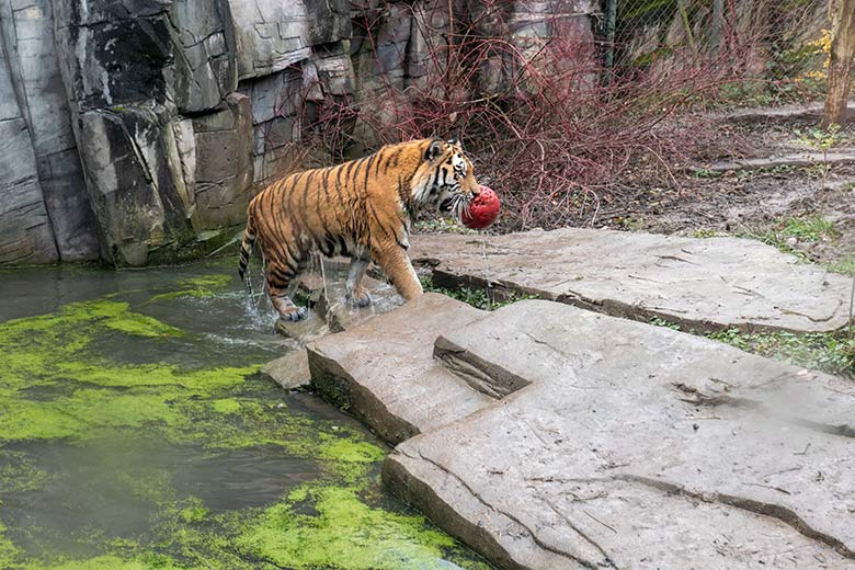 Amur-Tiger KASIMIR am 3. Dezember 2024 auf der kleinen Außenanlage im Tiger-Tal im Zoologischen Garten der Stadt Wuppertal