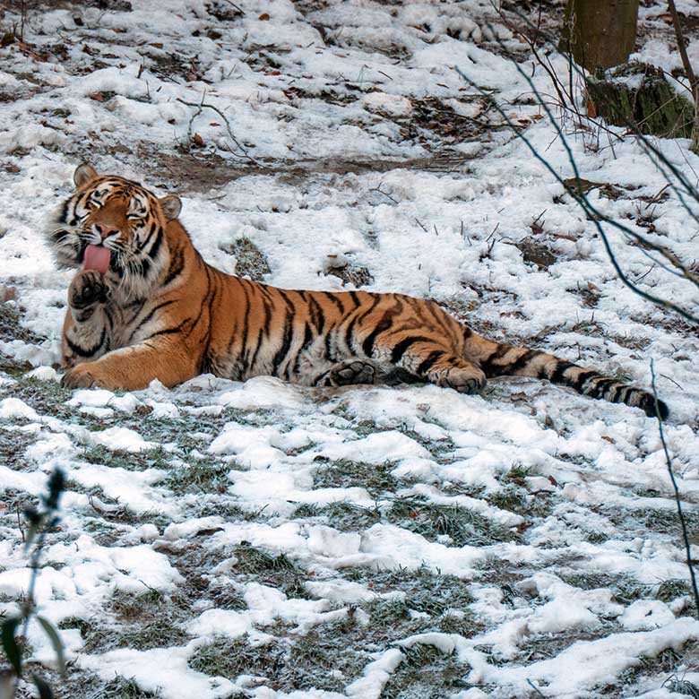 Amur-Tiger-Kater KASIMIR am 21. Januar 2025 auf der größeren Außenanlage im Tiger-Tal im Zoo Wuppertal