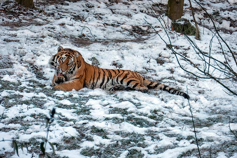 Amur-Tiger-Kater KASIMIR am 21. Januar 2025 auf der größeren Außenanlage im Tiger-Tal im Grünen Zoo Wuppertal