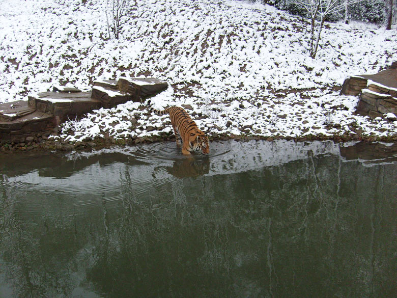 Sibirischer Tiger im Zoo Wuppertal im November 2008