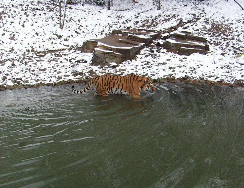 Sibirischer Tiger im Zoologischen Garten Wuppertal im November 2008