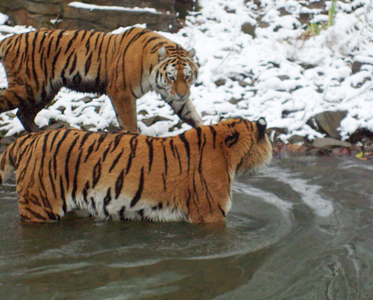 Sibirischer Tiger im Zoo Wuppertal im November 2008