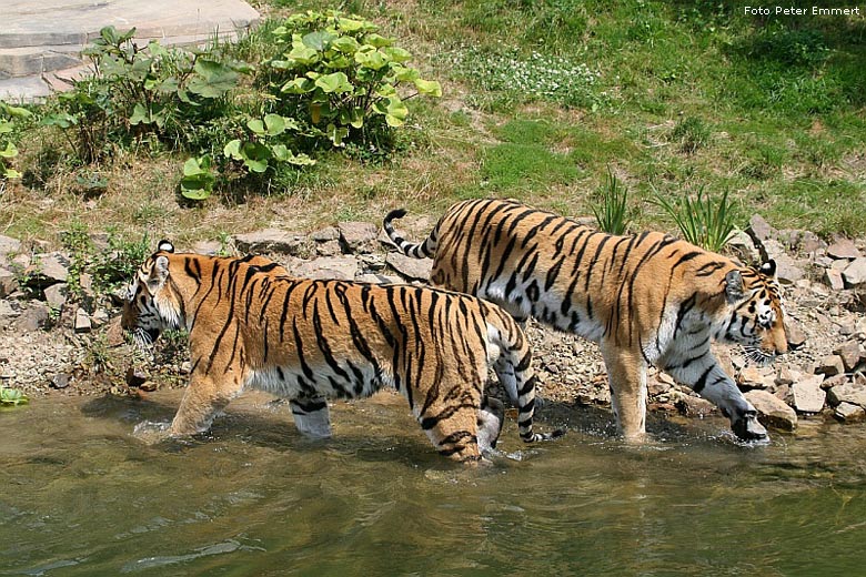 Sibirische Tiger im Wuppertaler Zoo im Juli 2008 (Foto Peter Emmert)