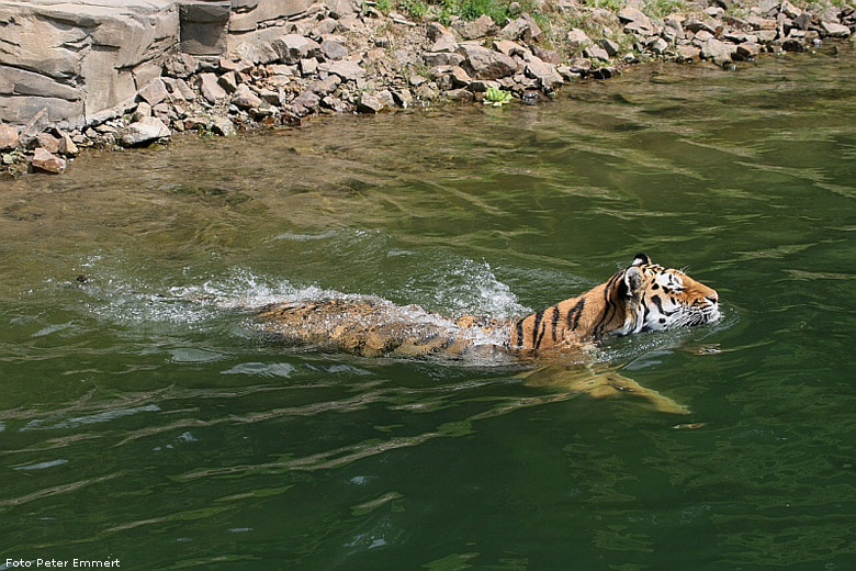 Sibirischer Tiger im Zoologischen Garten Wuppertal im Juli 2008 (Foto Peter Emmert)