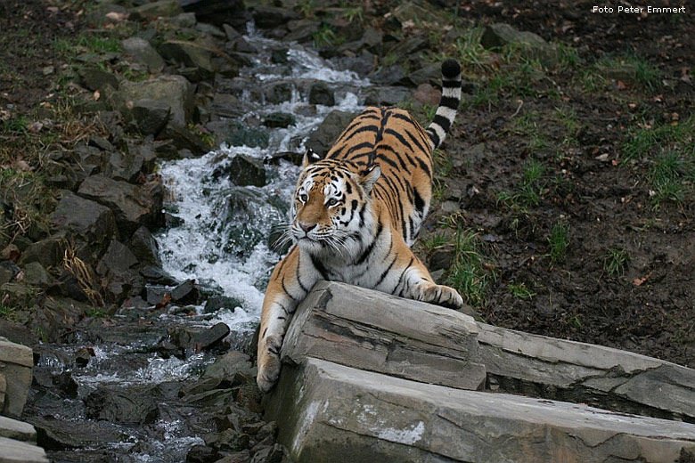 Sibirischer Tiger im Zoologischen Garten Wuppertal im November 2008 (Foto Peter Emmert)